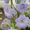 Delphinium Elatum